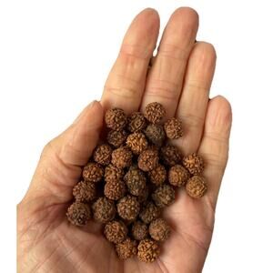 RUDRAKSHA BEADS small about 500 beads